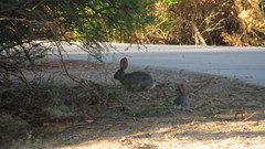 Sylvilagus audubonii
