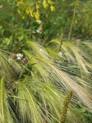 Hordeum jubatum
