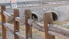 Haemorhous mexicanus