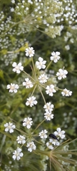 Apioideae