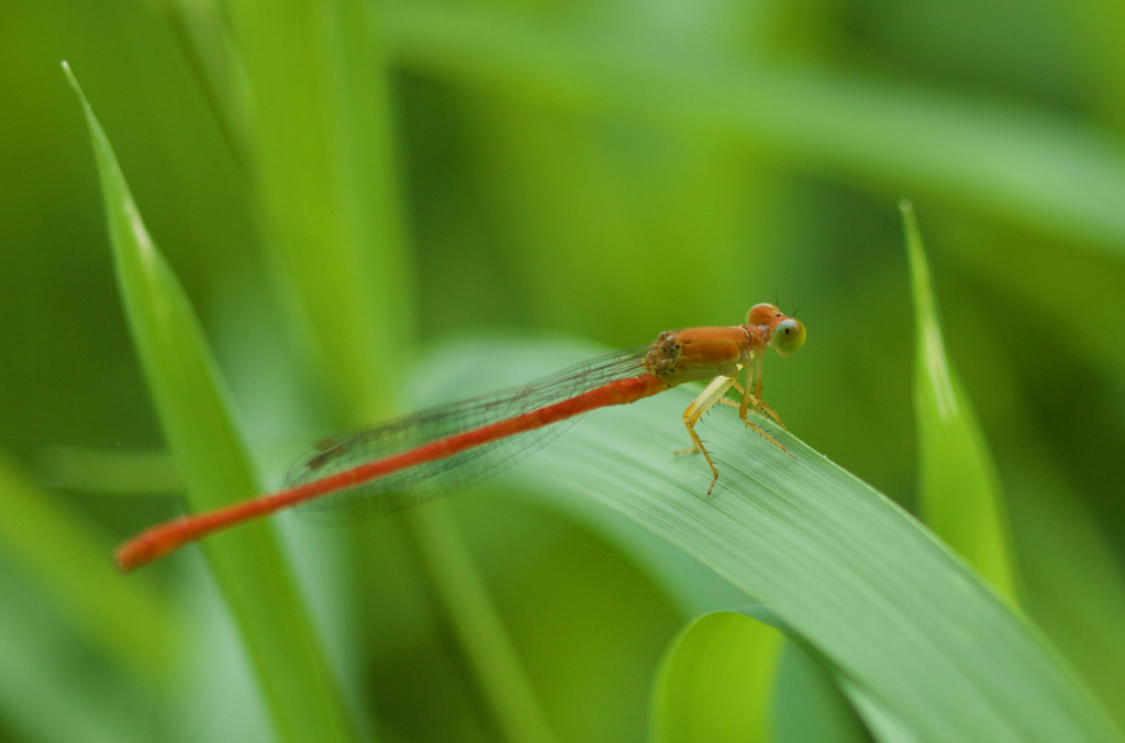 Ceriagrion nipponicum