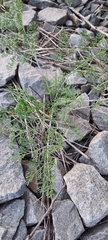 Apioideae