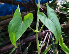 Dioscorea alata