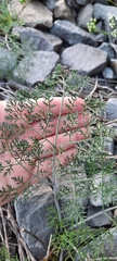 Apioideae