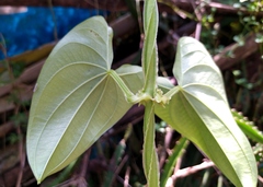 Dioscorea alata