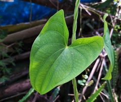 Dioscorea alata