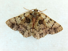 Aeolochroma hypochromaria