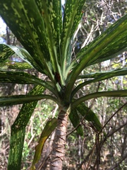 Dracaena xiphophylla image