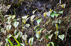 Pleurothallis truncata