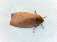 Euchaetis