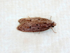Acantholena siccella