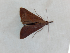 Hypena obacerralis