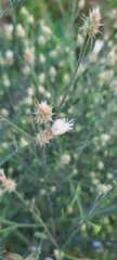 Centaurea diffusa