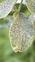 Erysiphe palczewskii