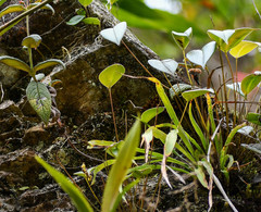Pleurothallis truncata