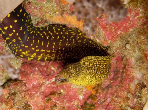 Abbott's moray