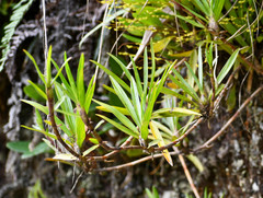 Maxillaria aggregata
