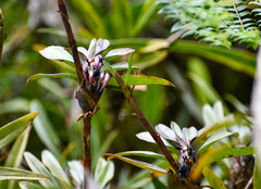 Maxillaria aggregata