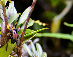 Maxillaria aggregata