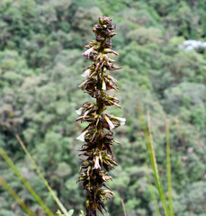 Puya tillii