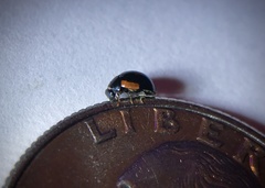 Hyperaspis lateralis