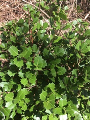 Brexiella