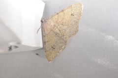 Digrammia muscariata