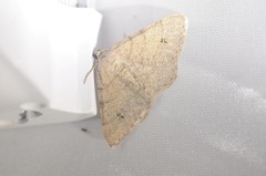 Digrammia muscariata