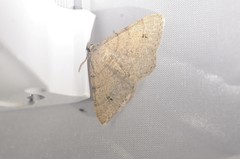 Digrammia muscariata