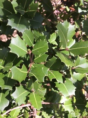 Brexiella