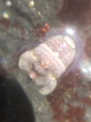 Exosphaeroma amplicauda