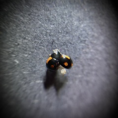 Hyperaspis lateralis