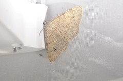 Digrammia muscariata