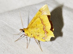 Petrodava leucicolor