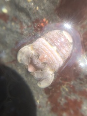 Exosphaeroma amplicauda