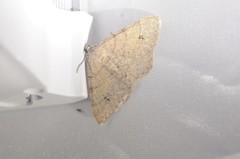 Digrammia muscariata