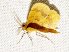 Petrodava leucicolor