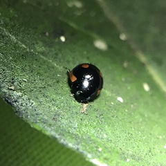 Hyperaspis lateralis