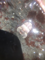 Exosphaeroma amplicauda