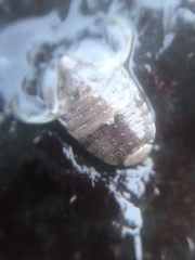 Exosphaeroma amplicauda