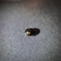 Hyperaspis lateralis