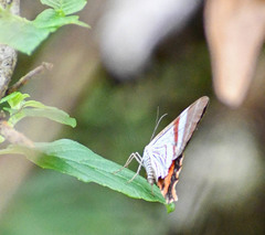 Erateinini