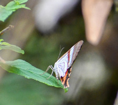 Erateinini