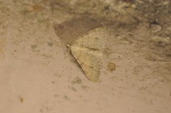 Digrammia muscariata