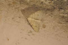 Digrammia muscariata