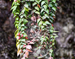 Sphyrospermum sodiroi