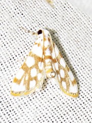 Obtusipalpis pardalis