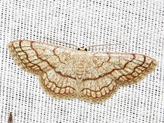 Scopula sinnaria