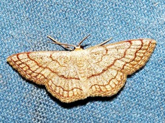 Scopula sinnaria