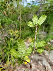 Operculicarya borealis